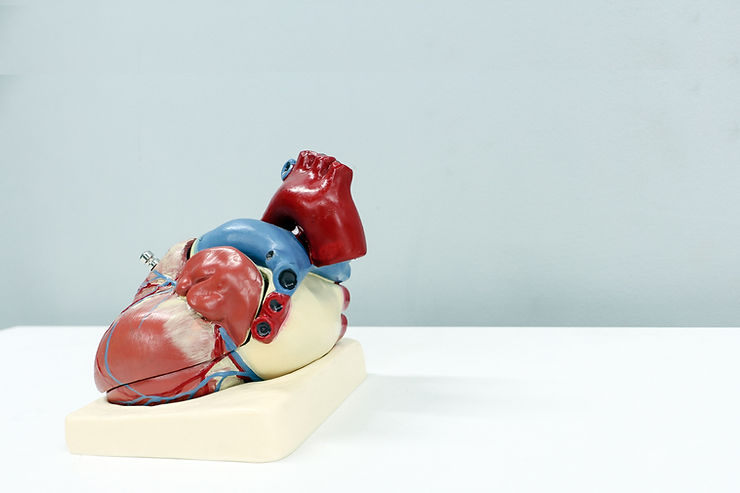 anatomia serca, serce